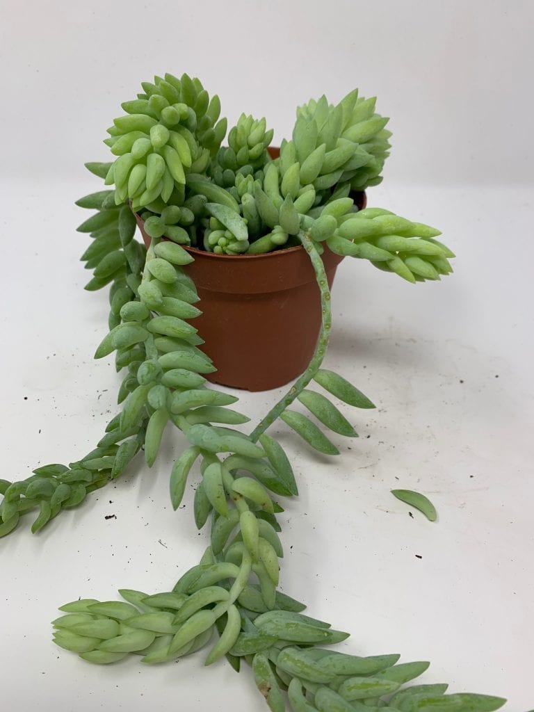 Burro's Tail