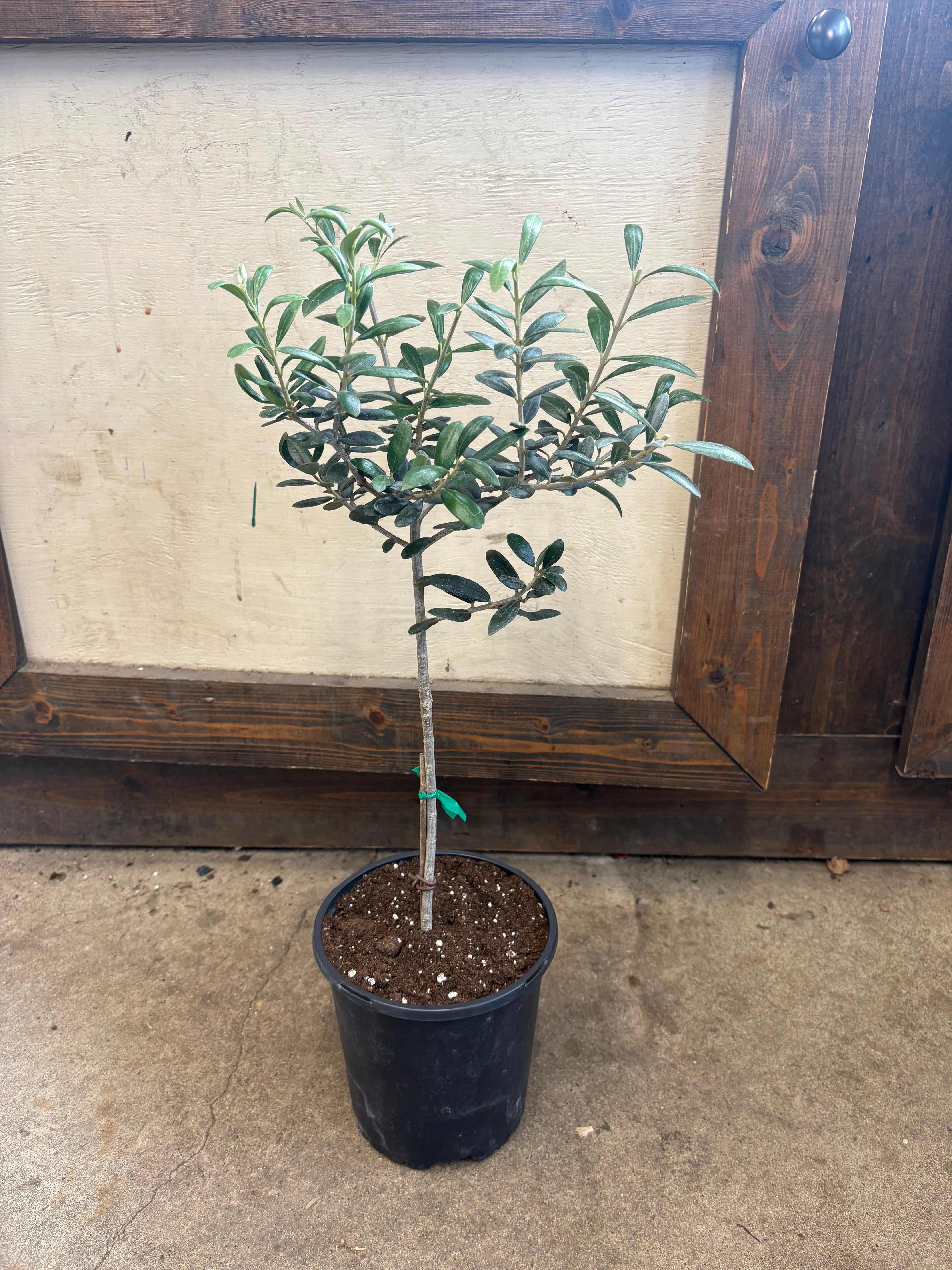 Olive Tree