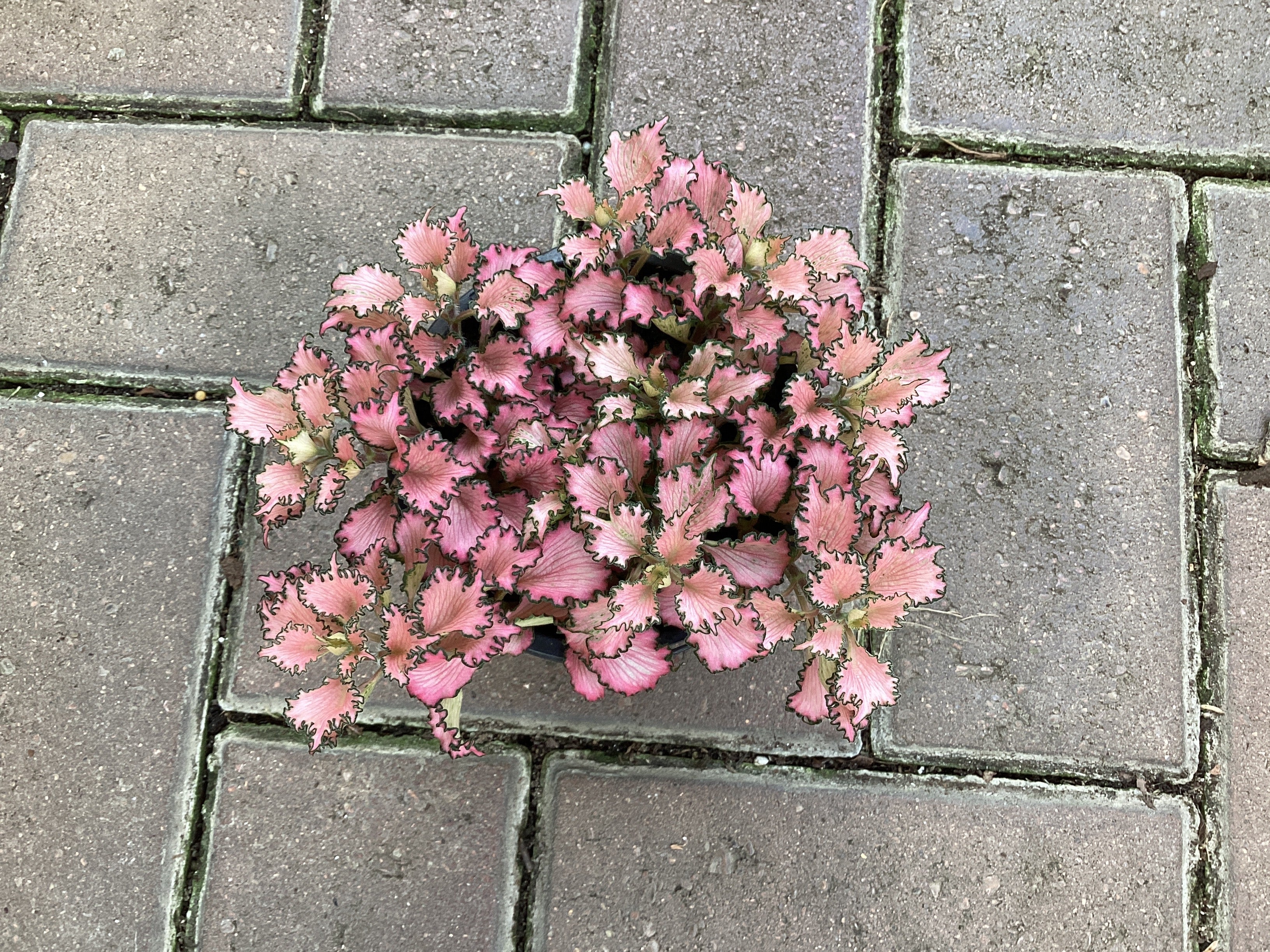 Fittonia