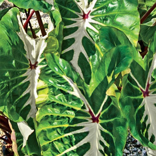 Colocasia White Lava
