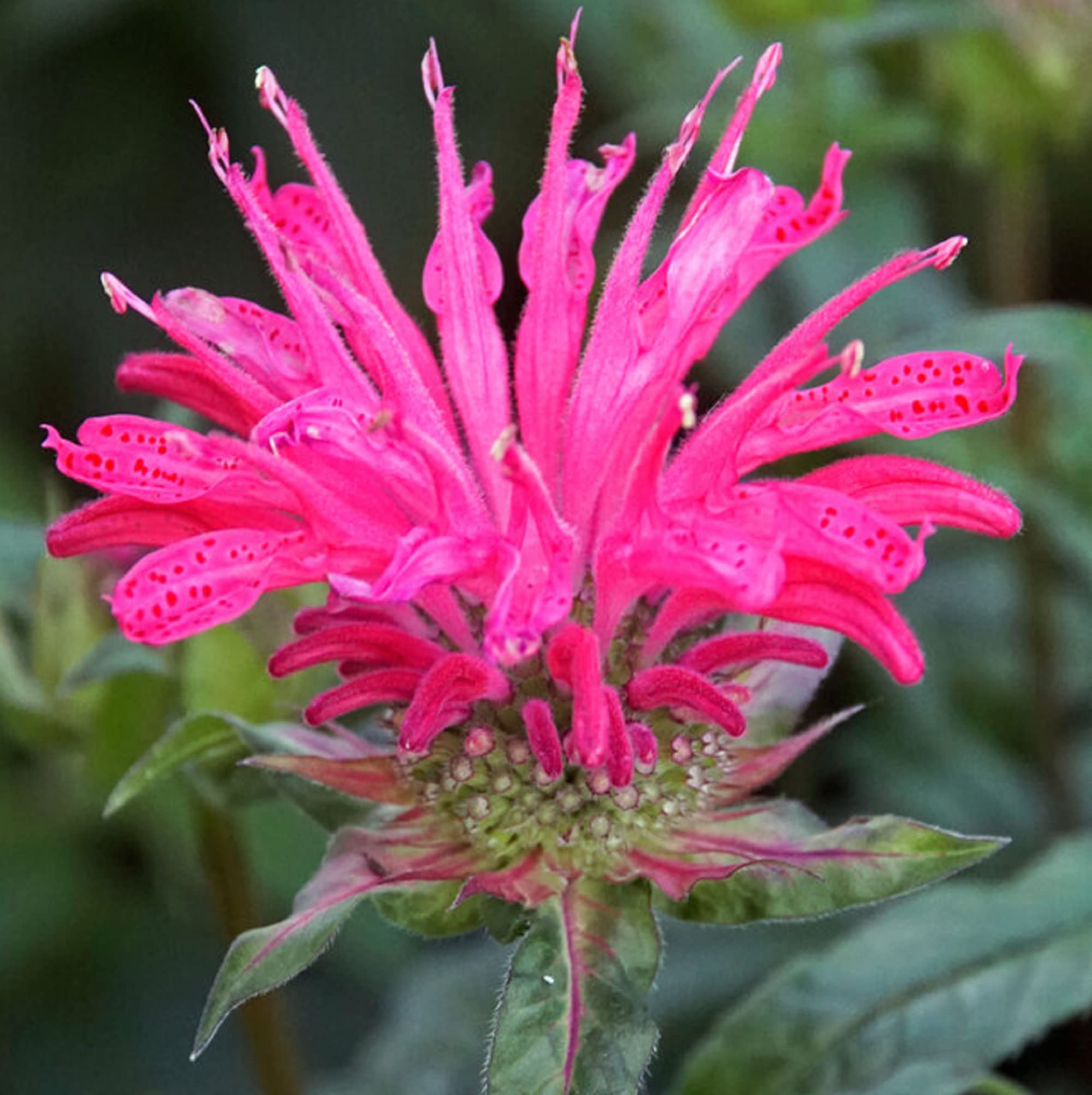 Monarda 'Electric Neon Pink'