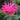 Monarda 'Electric Neon Pink'
