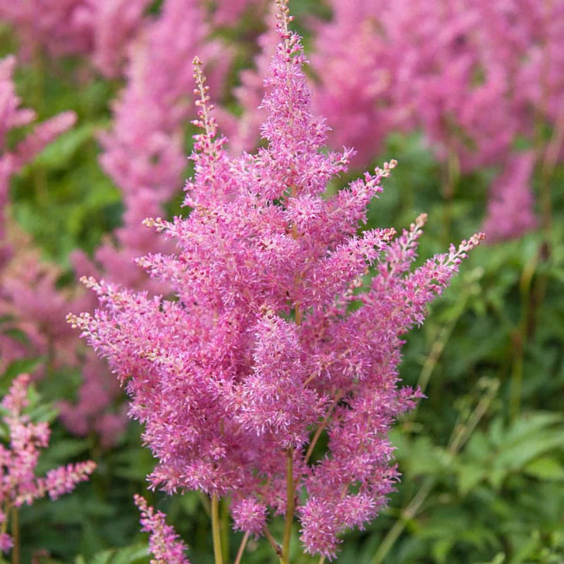 Astilbe 'Rheinland'