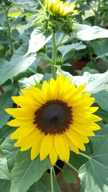 Sunflower Solsation Yellow