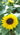 Sunflower Solsation Yellow