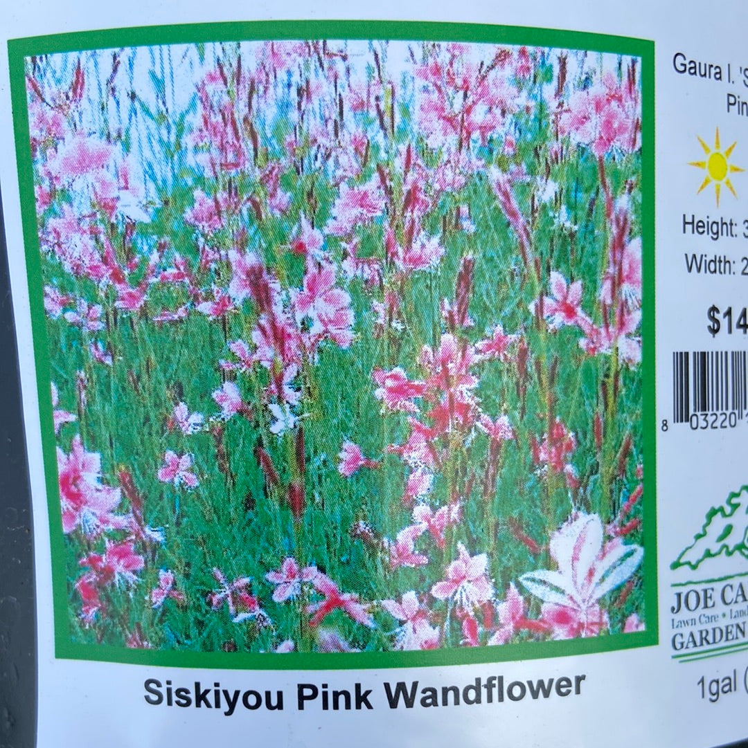 Guara ‘Siskiyou Pink Wandflower’