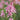 Syringa x Bloomerang® Ballet Lilac