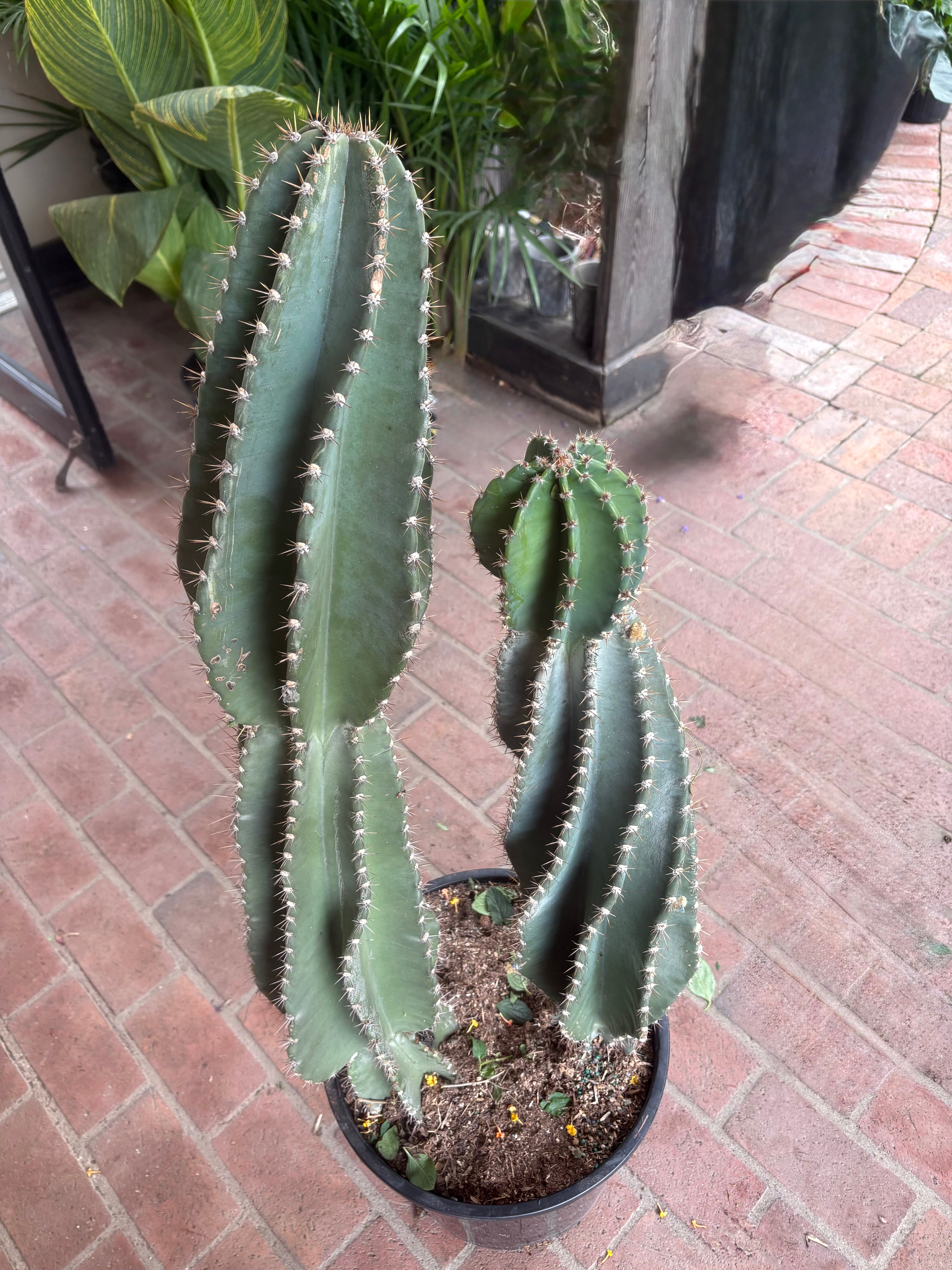 Cactus Cereus Peruvianus
