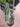 Cactus Cereus Peruvianus