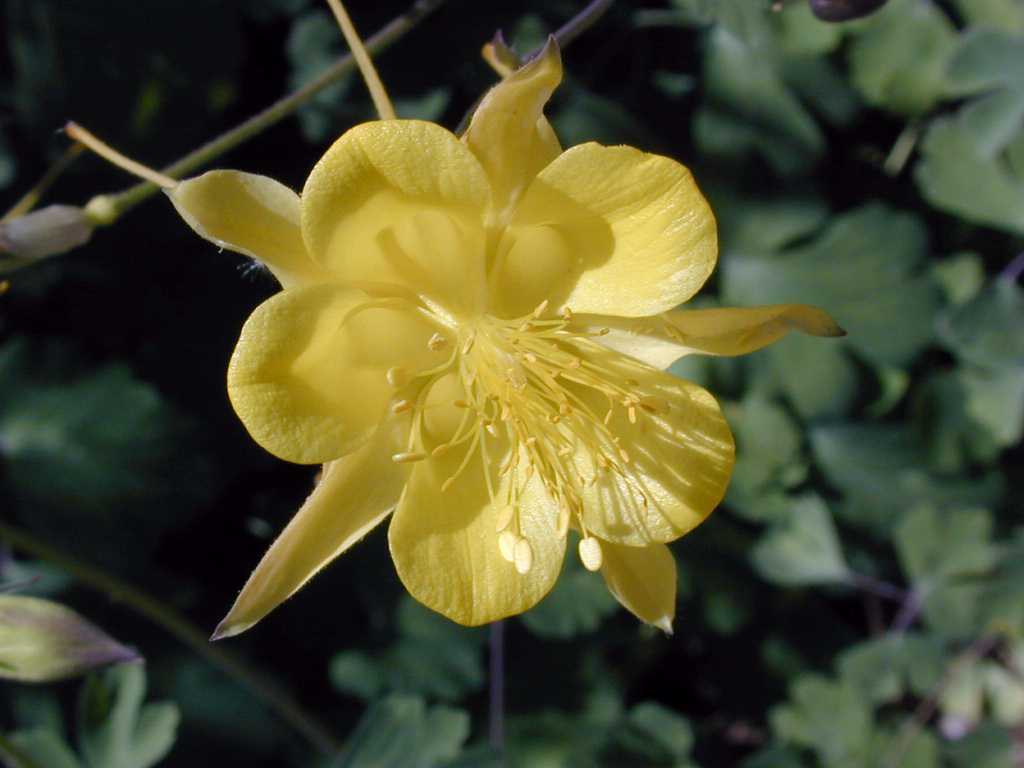 Aquilegia chrysantha