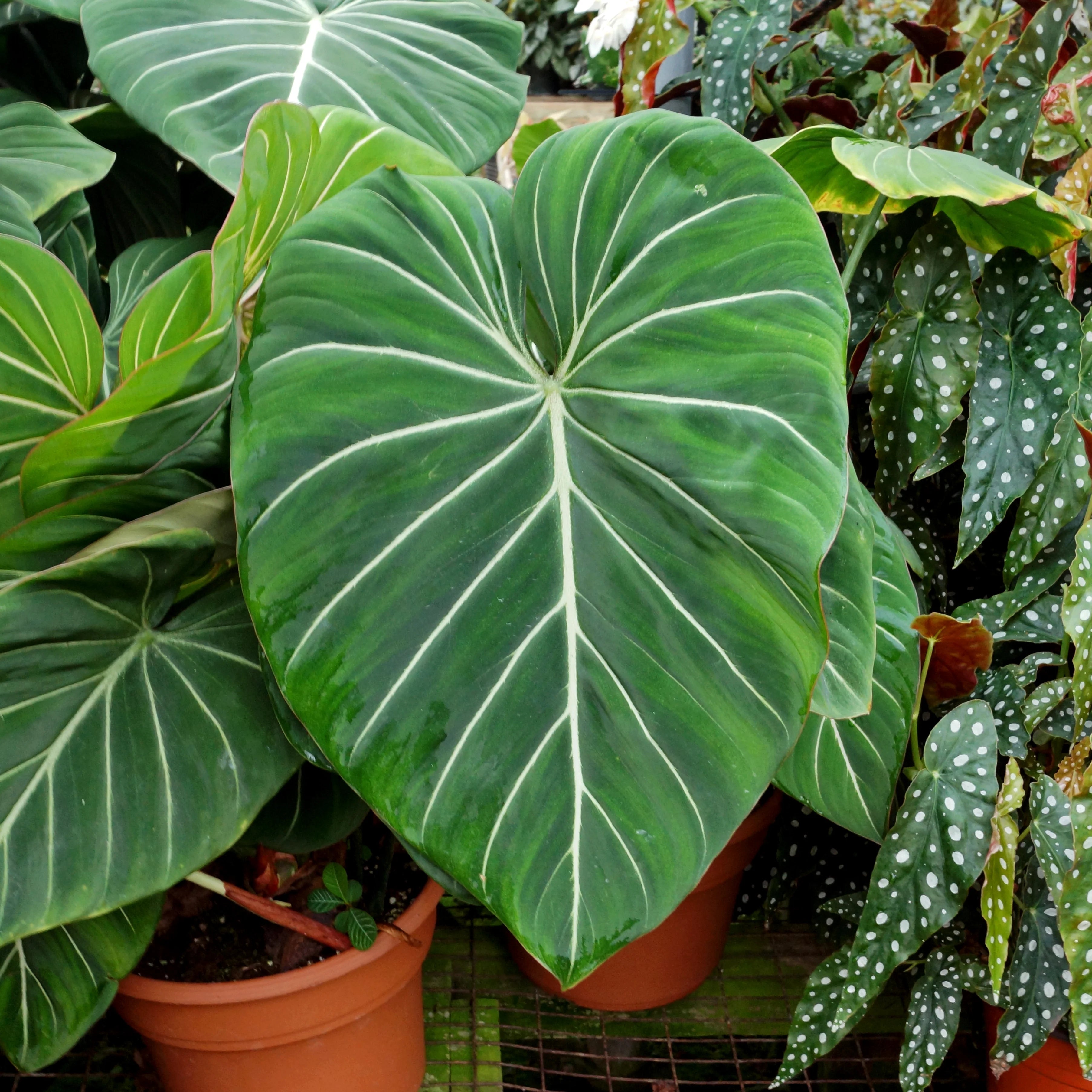Philodendron Gloriosum
