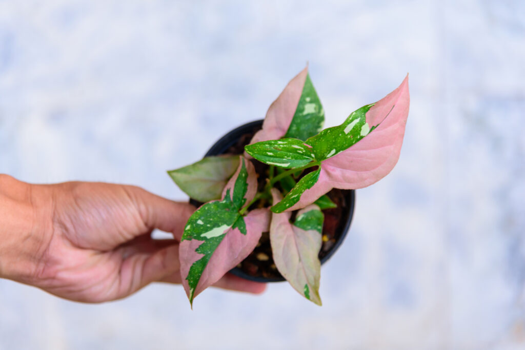 Arrowhead Plant