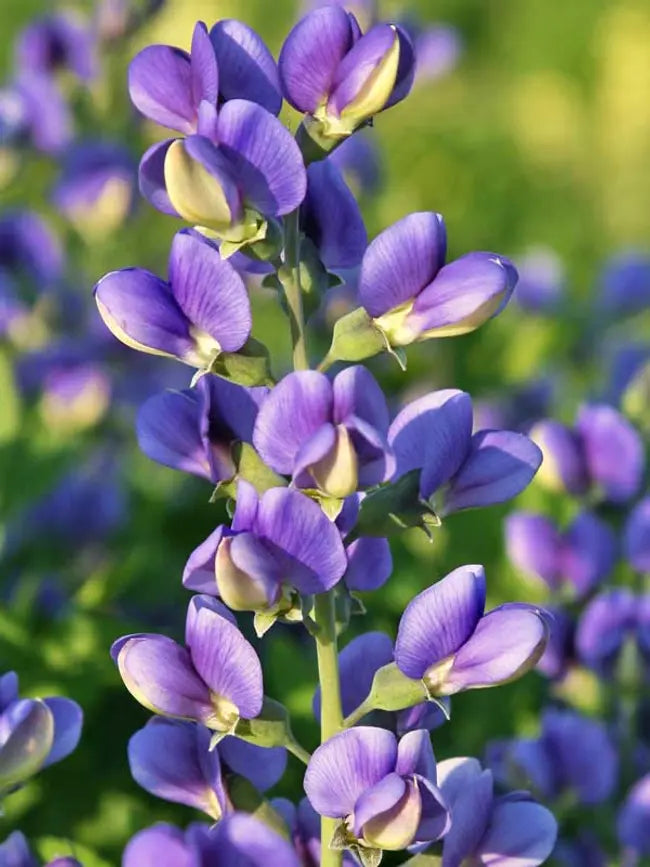 Baptisia 'Blueberry Sundae'