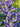 Baptisia 'Blueberry Sundae'