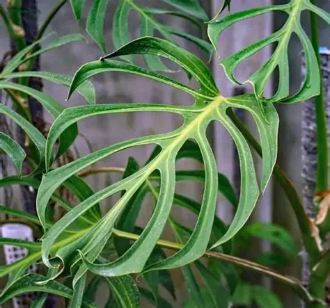 Monstera Burle Marx Flame