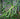 Monstera Burle Marx Flame
