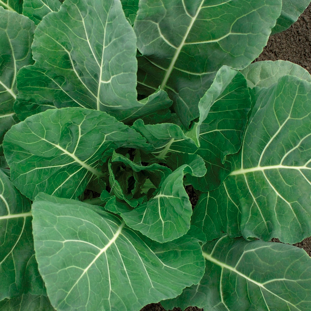 Collards