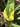 Monstera Standleyana