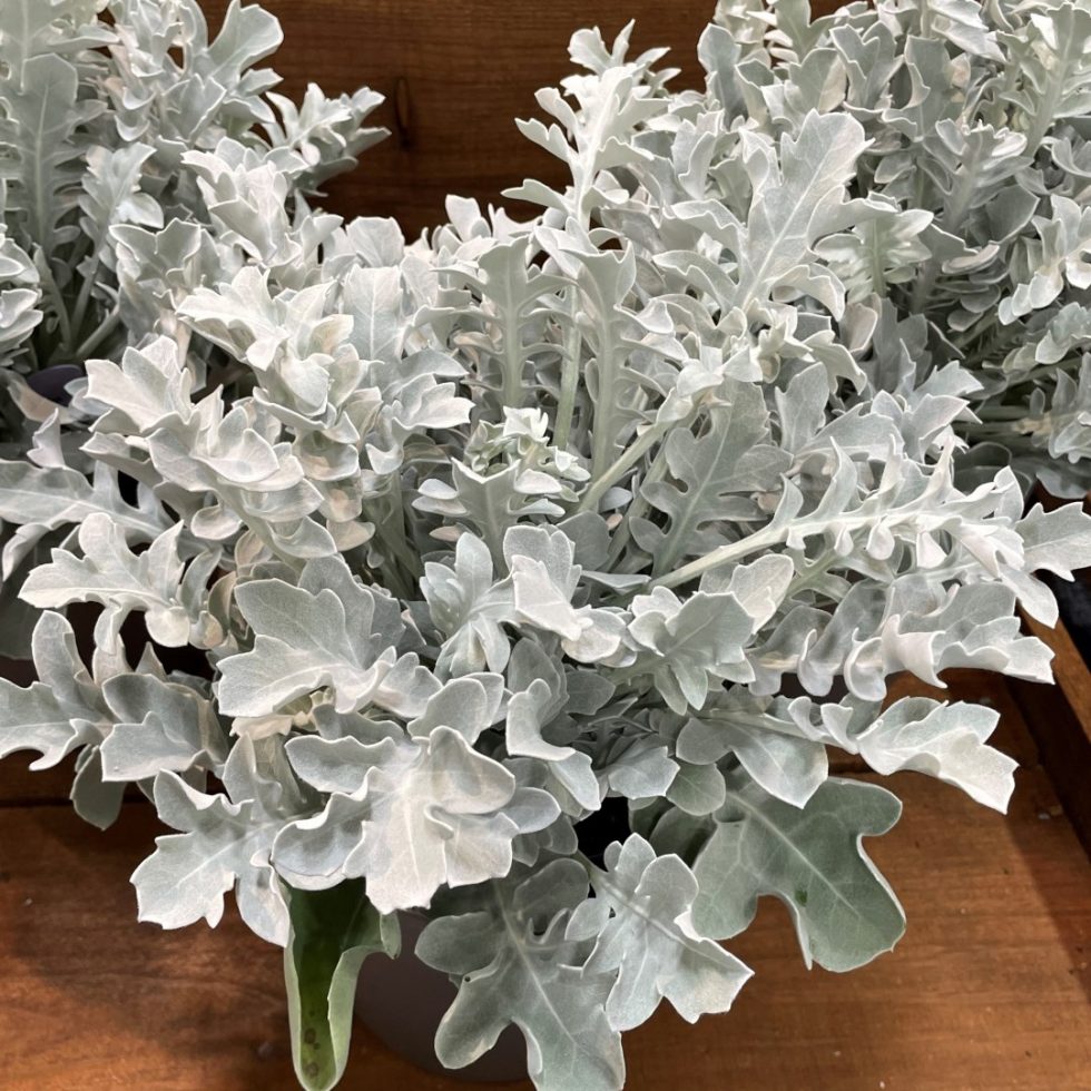 Dusty Miller