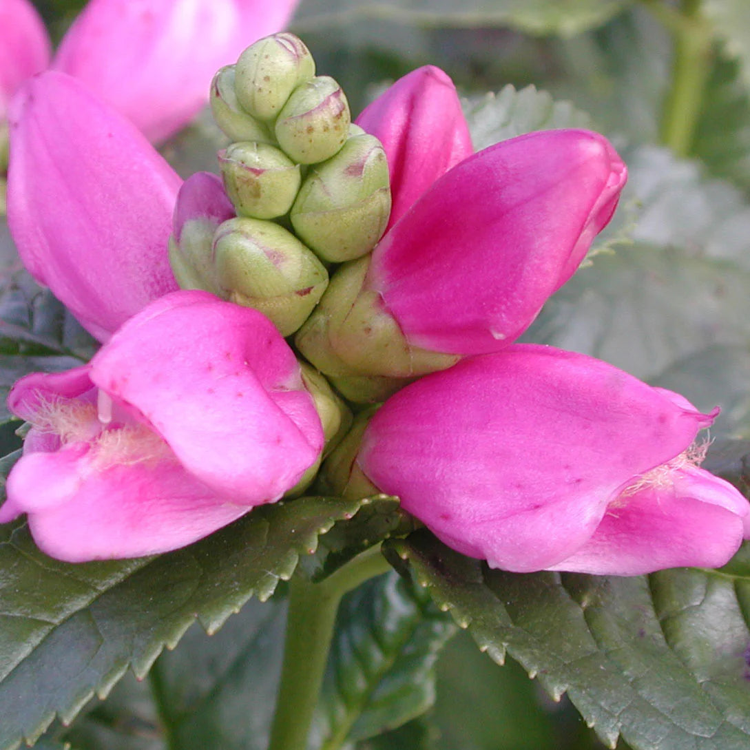 Chelone l. 'Hot Lips'