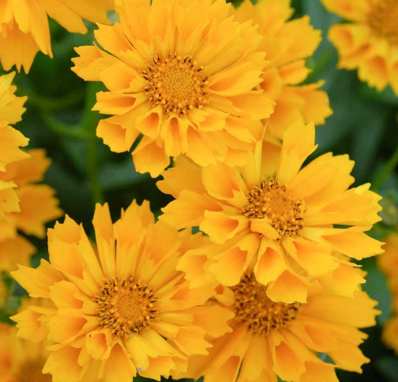 Coreopsis 'Jethro Tull'