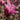 Magnolia x. 'Ann'