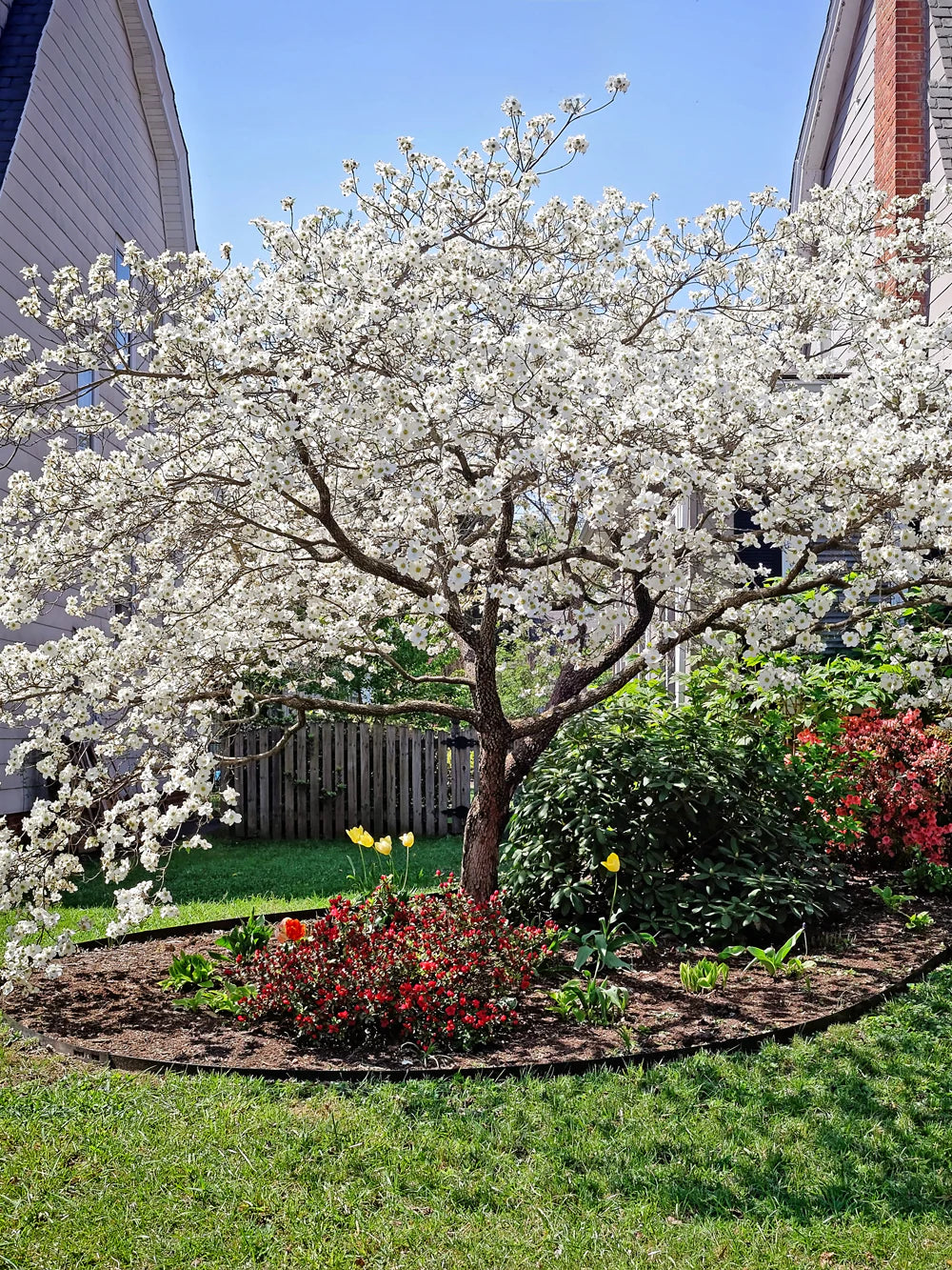 Cornus florida 'Cherokee Princess'