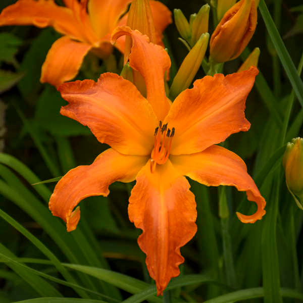 Hemerocallis ‘Primal Scream’