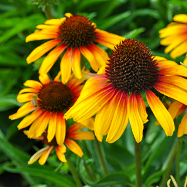 Echinacea 'Fine Feathered Parrot' Coneflower