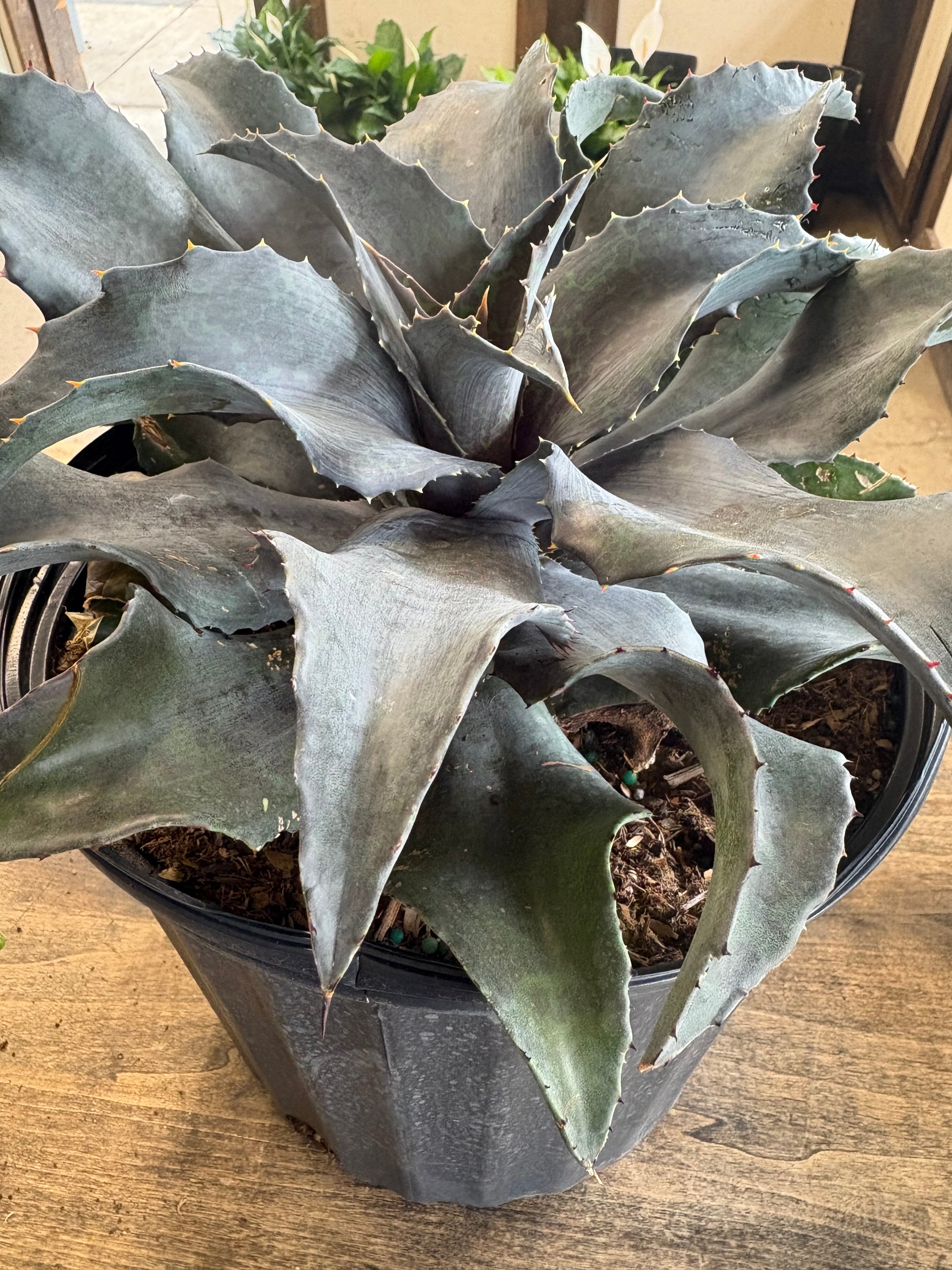 Dark Agave Plant