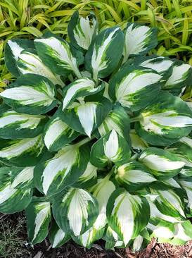 Hosta ‘Vulcan’