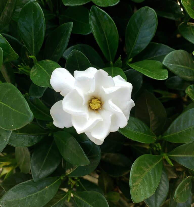 Gardenia Bush