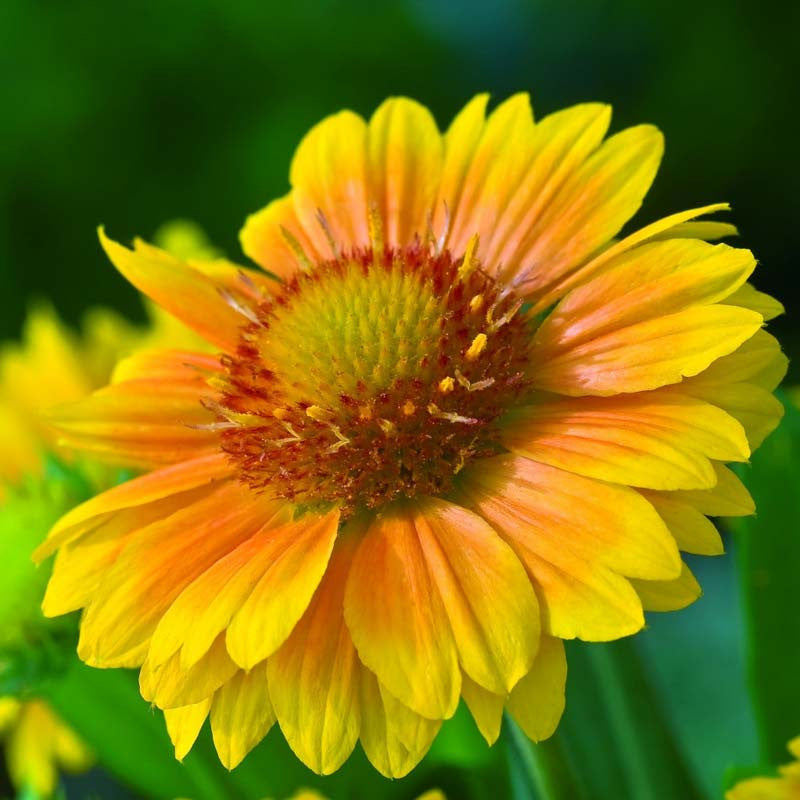 Gaillardia 'Arizona Apricot'