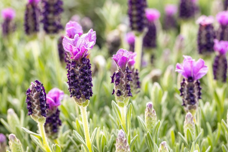 Lavandula 'Stoechas'