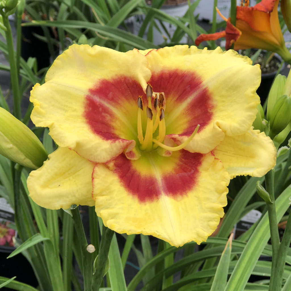 Hemerocallis 'Monterrey Jack'