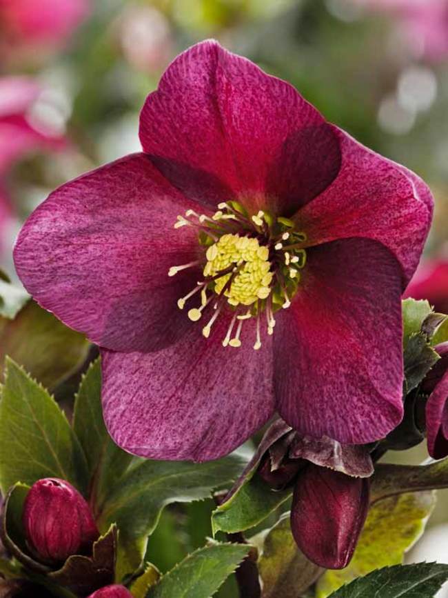 Helleborus x g. Ice N' Roses Red