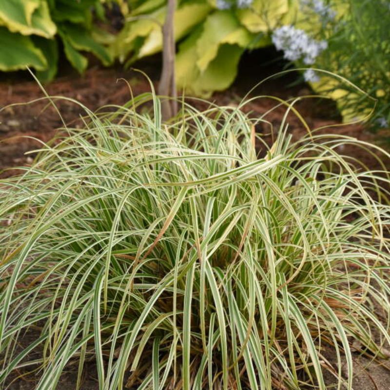 Carex Feather Falls™ Sedge