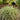 Carex Feather Falls™ Sedge