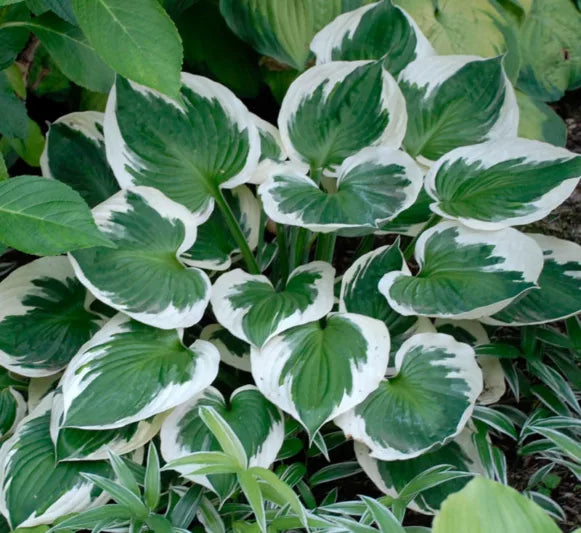 Hosta Minuteman