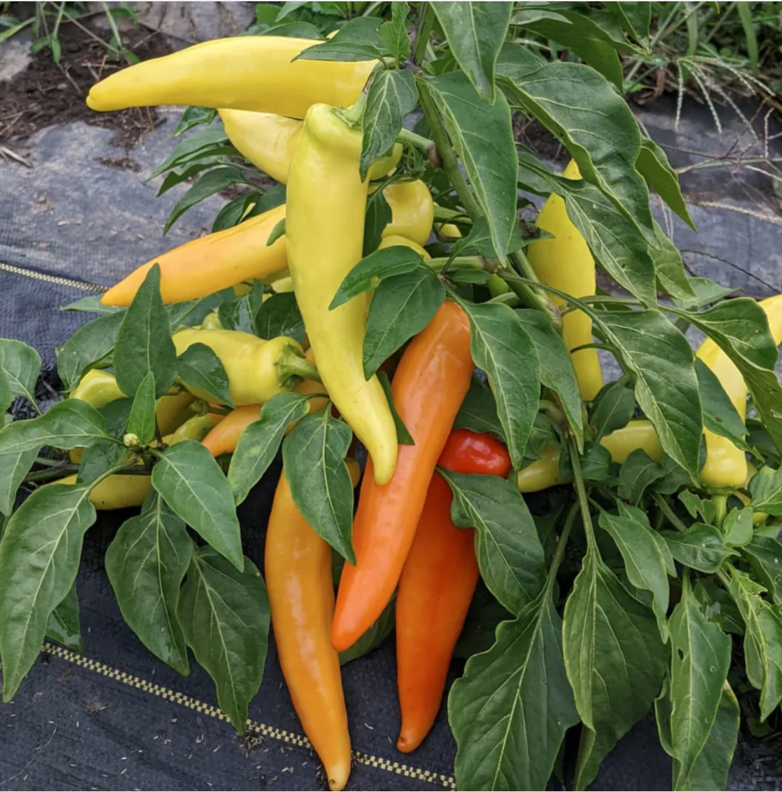 Peppers (Edible)