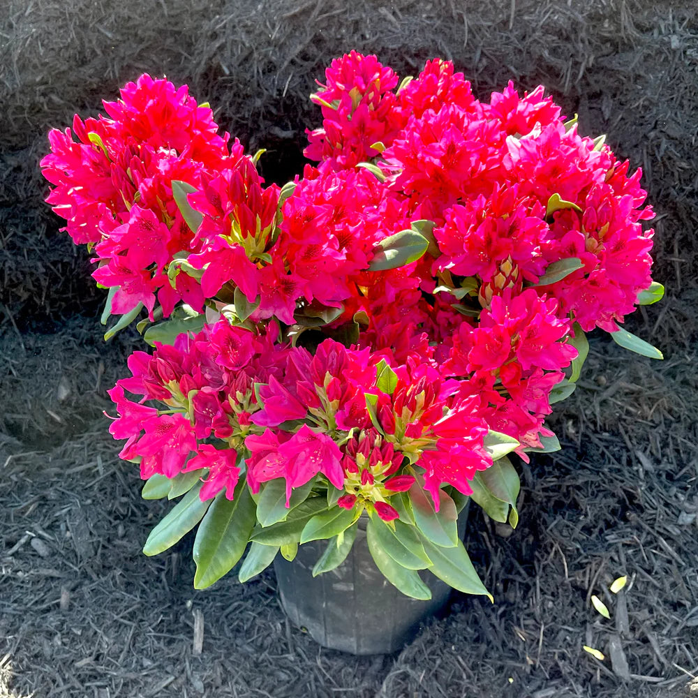 Nova Zambia Rhododendron