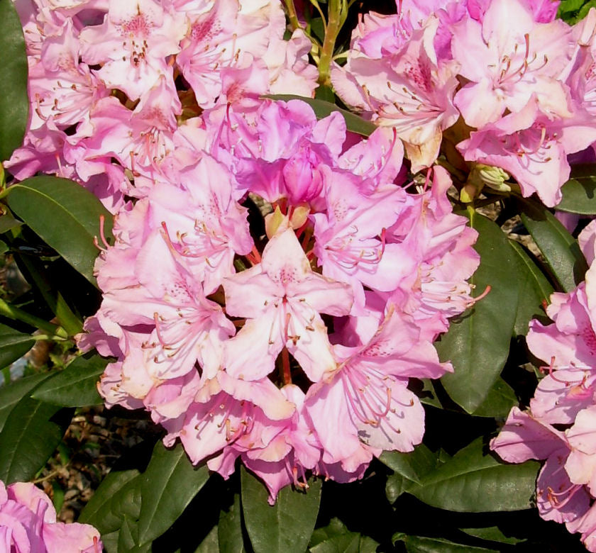 Elegant Rose Rhododendron