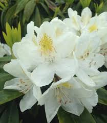 Rhododendron c. ‘Chinoides’