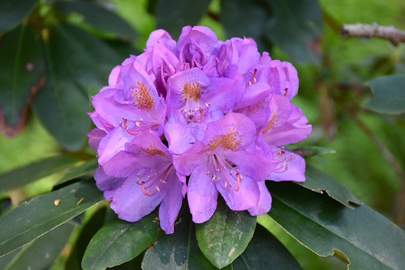 Rhododendron c. ‘Grandiflorum’