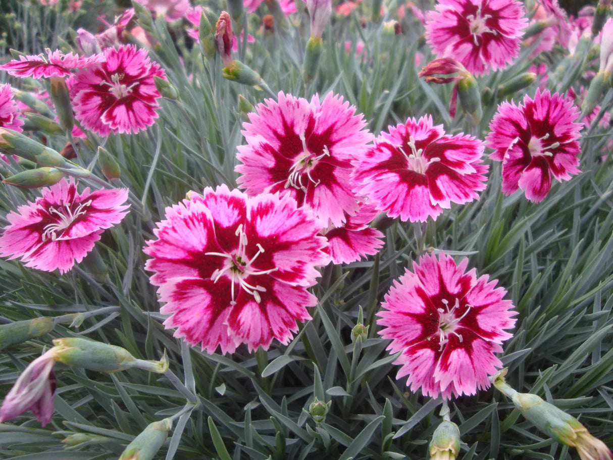 Dianthus Star Single
