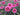 Dianthus Star Single