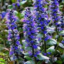 Ajuga ‘Caitlin’s Giant’