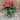 Poinsettia Arrangement Pedestal Urn