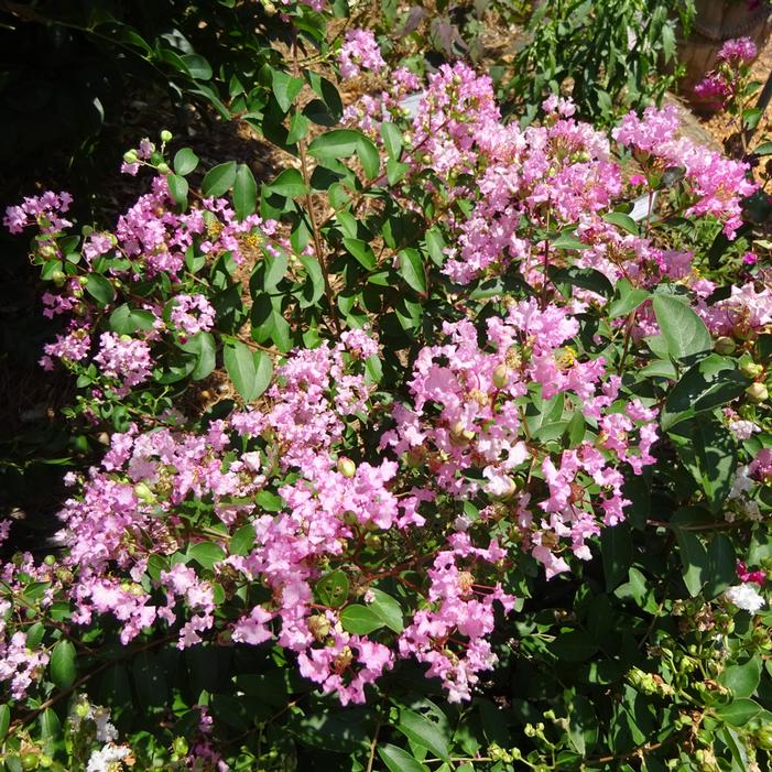 Lagerstroemia ‘Crape Myrtle’ Cotton Candy