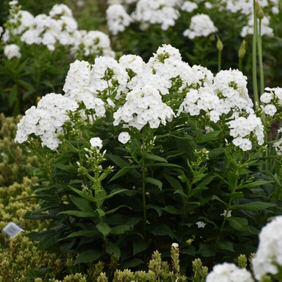 Luminary ‘Backlight’ Tall Garden Phlox